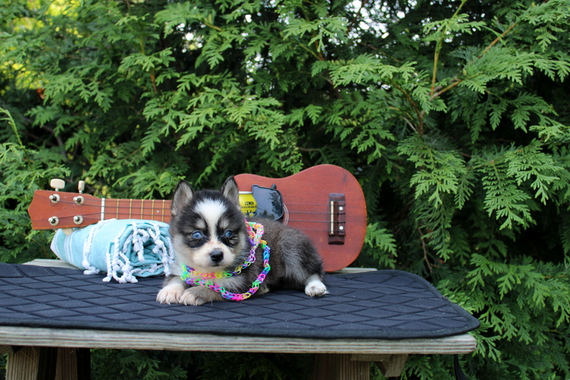 puppy, for, sale, Pomsky, Matthew B. Stoltzfus, dog, breeder, Gap, PA, dog-breeder, puppy-for-sale, forsale, nearby, find, puppyfind, locator, puppylocator, aca